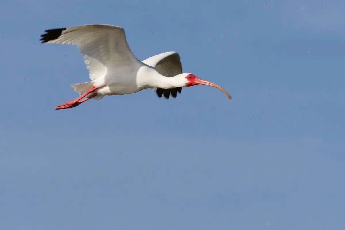 A white ibis in flight.