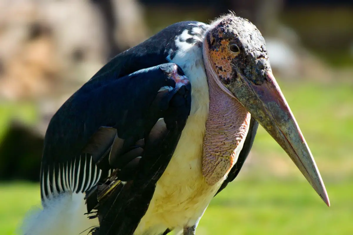A marabou stork face close-up.