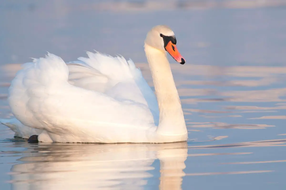 A mute white swan in water.