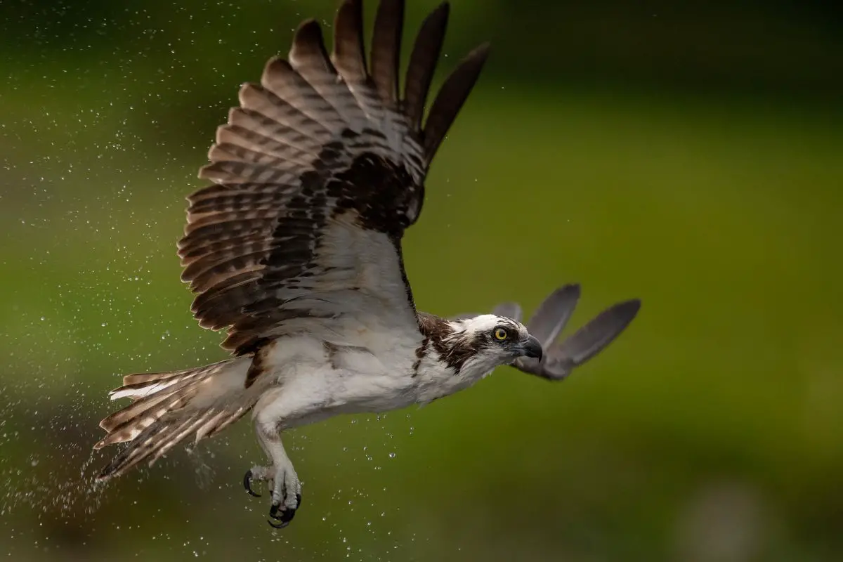 Sporty shot of an osprey in Southern Florida.