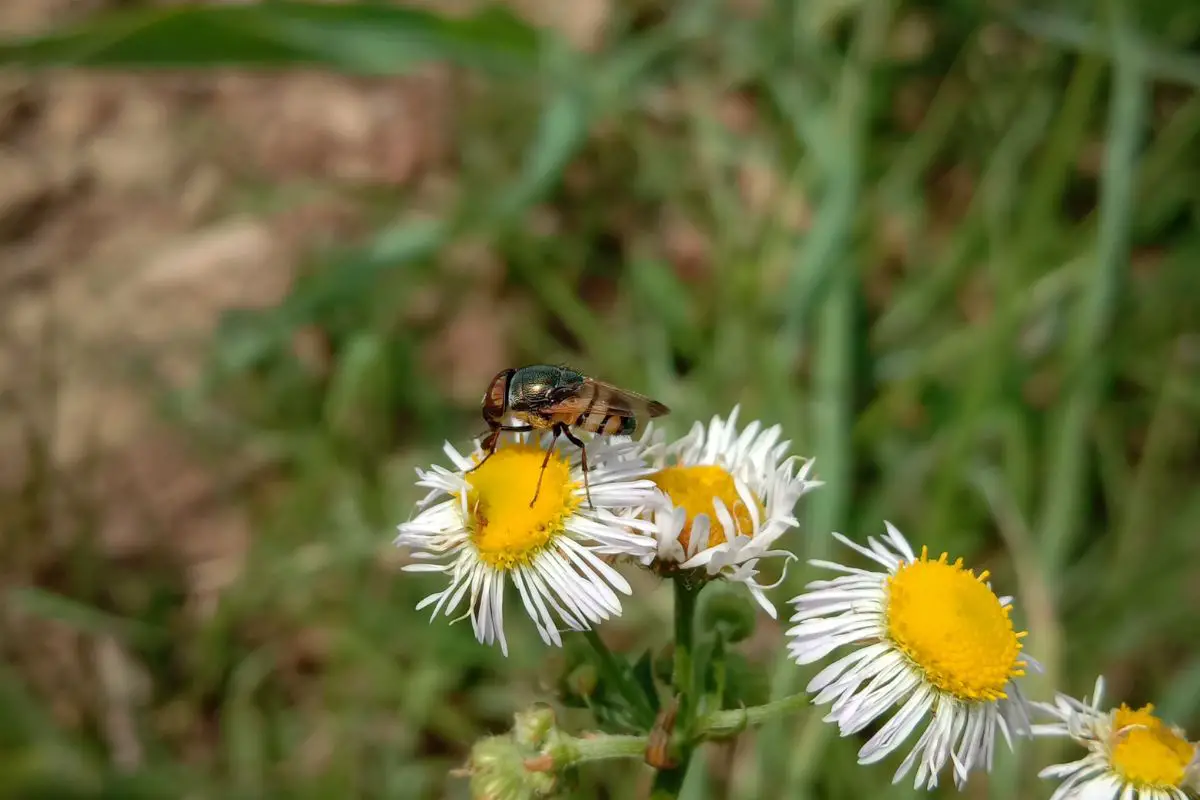 A phorid fly sitting on a daisy fleabane.
