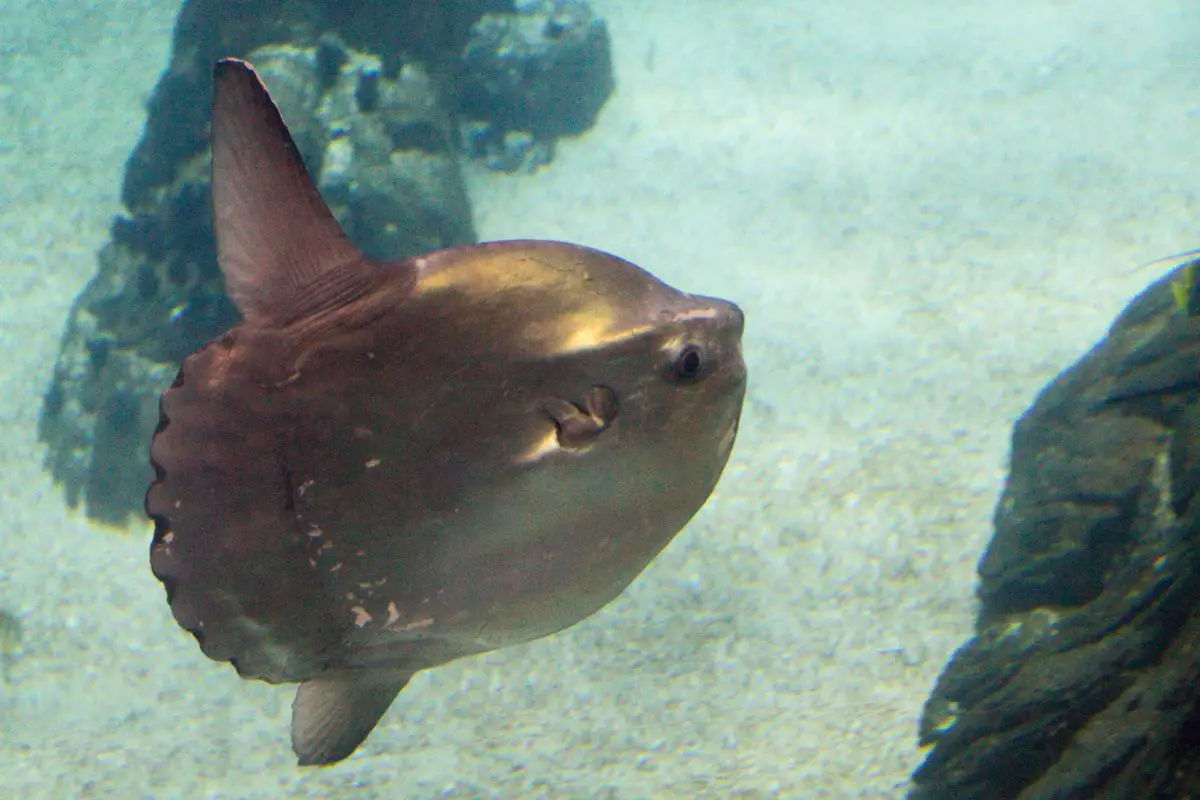 A beautiful sunfish swimming in an aquarium.