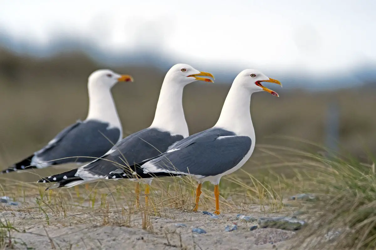Three herring gulls on the grass.