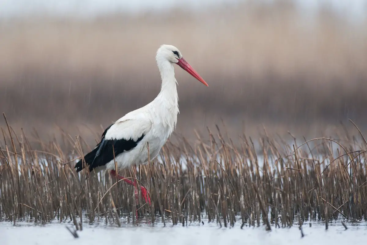 A white stork wades in shallow water in the rain.