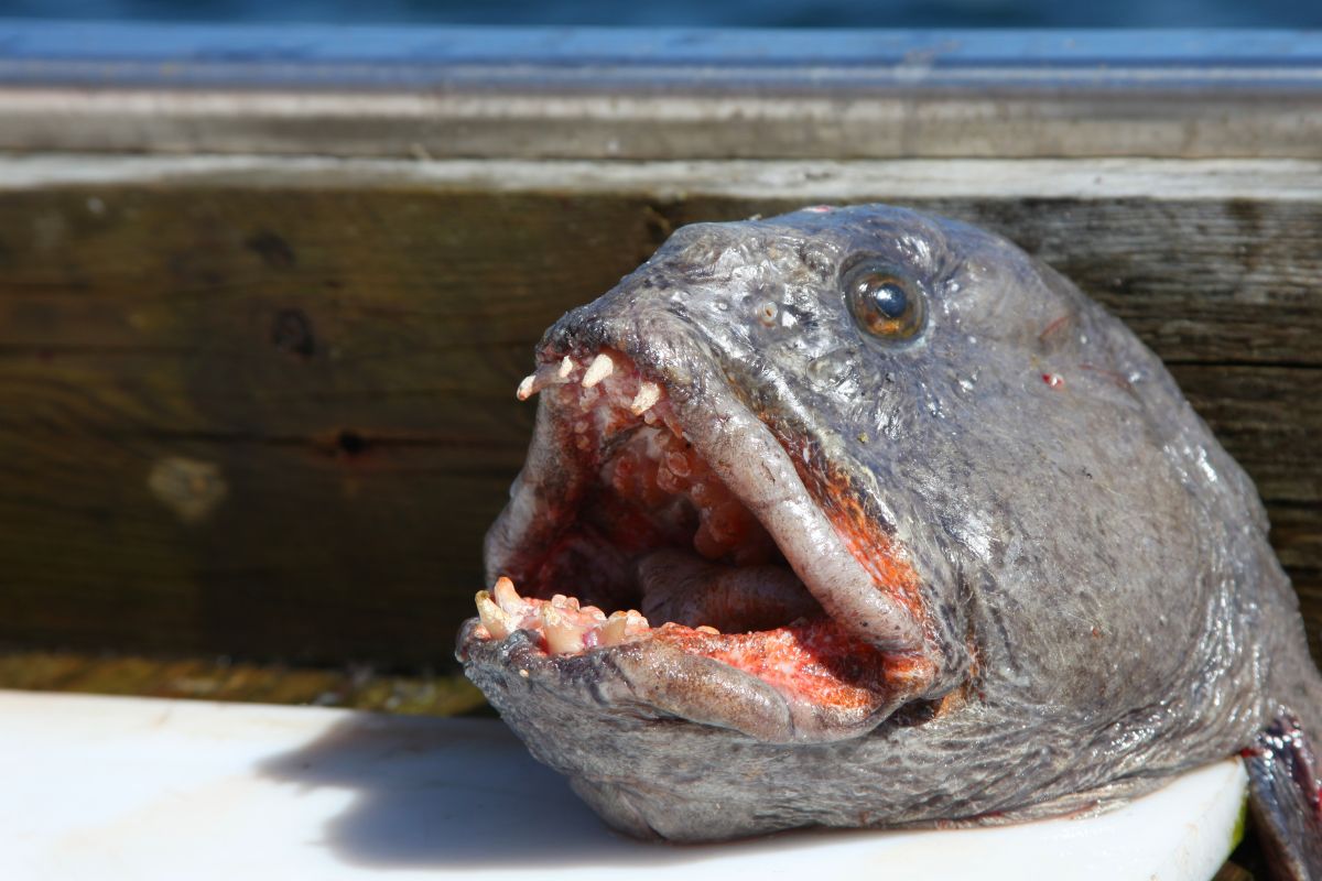 Close-shot of head of a wolfish.