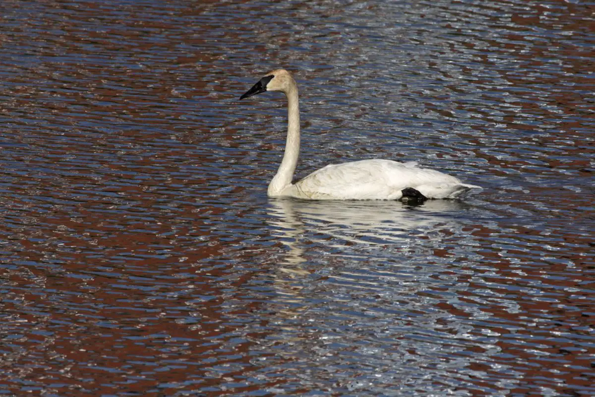Trumpeter swan swimming in the grand river in Cambridge.