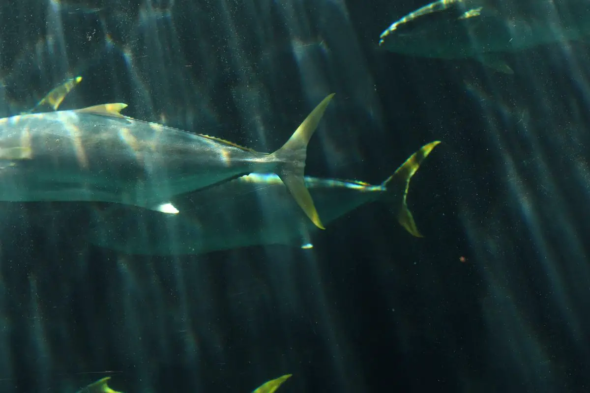 A tuna fish with underwater sun rays.
