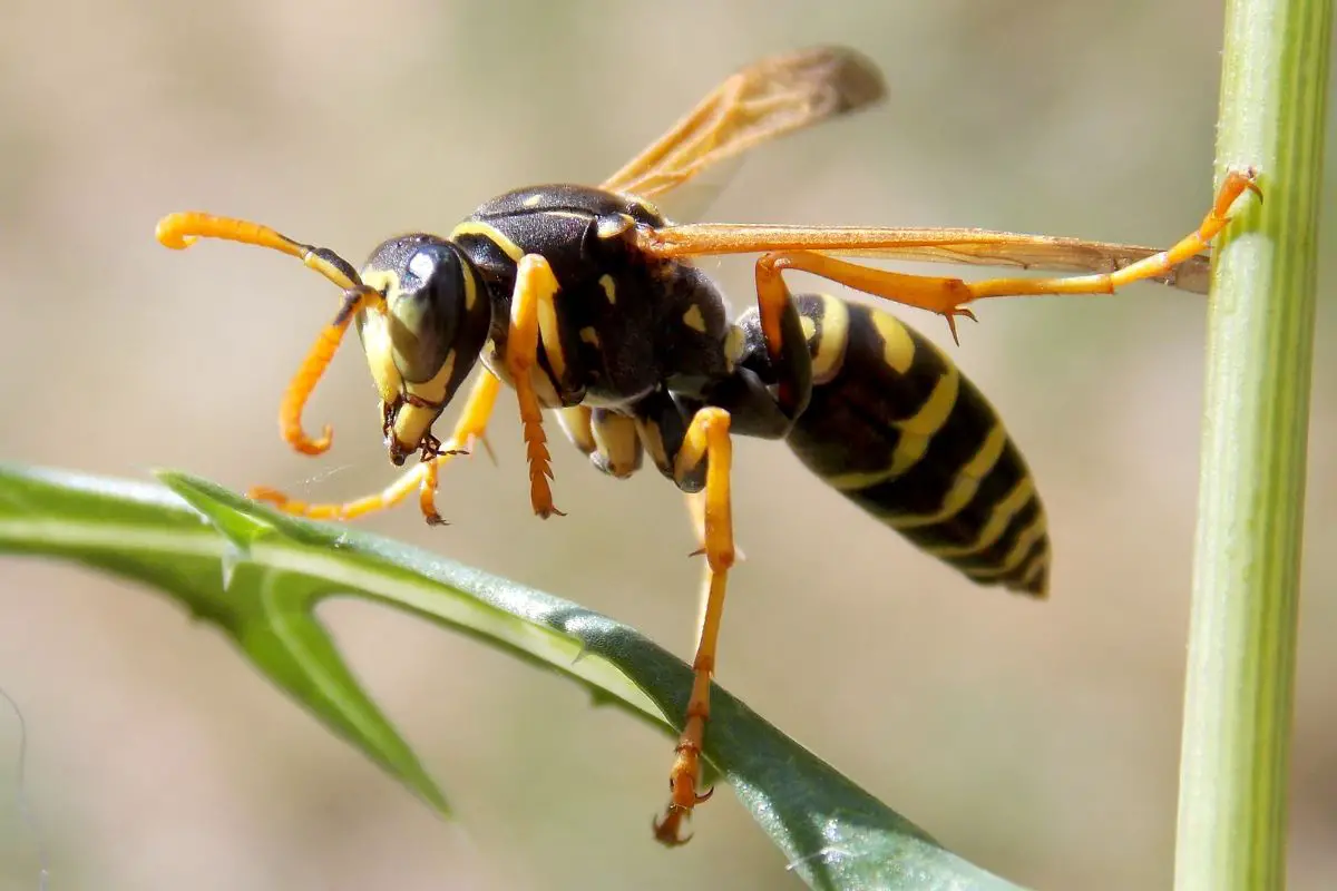 High definition photo of wasp yellow axis on the grass.