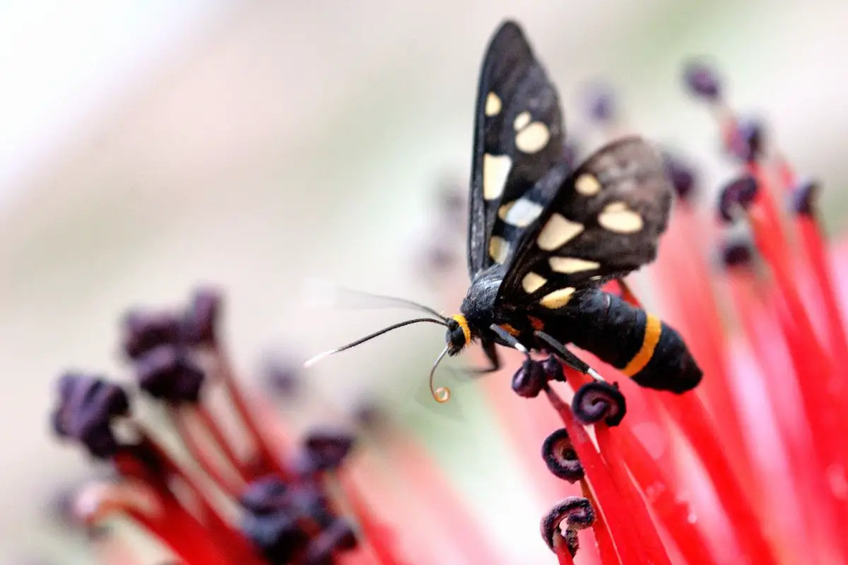 Wasp moth on a gulmohar flower.