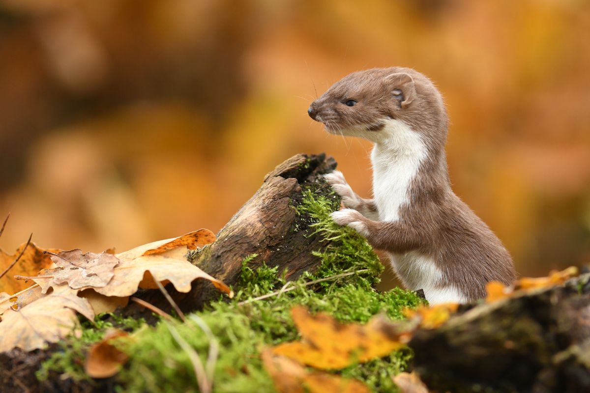 Focused shot of weasel in autumn forest.