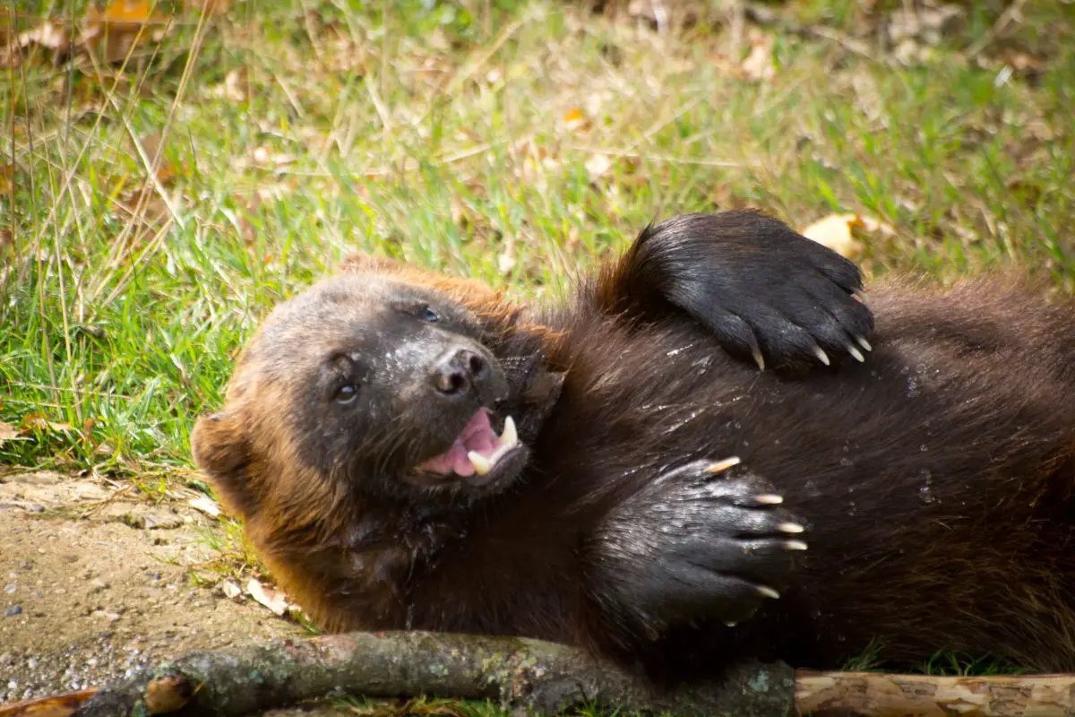 Wolverine actively playing in the grass.