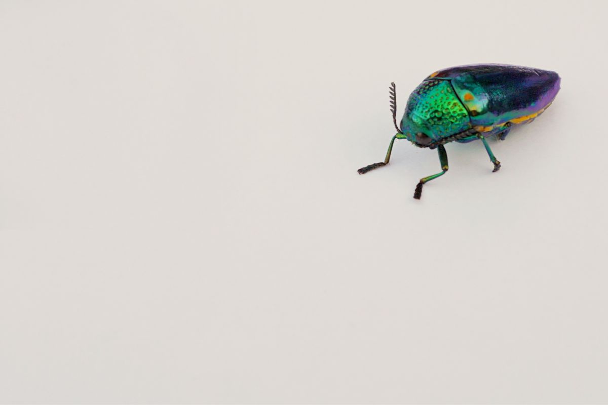 Wood boring beetles on the white paper.