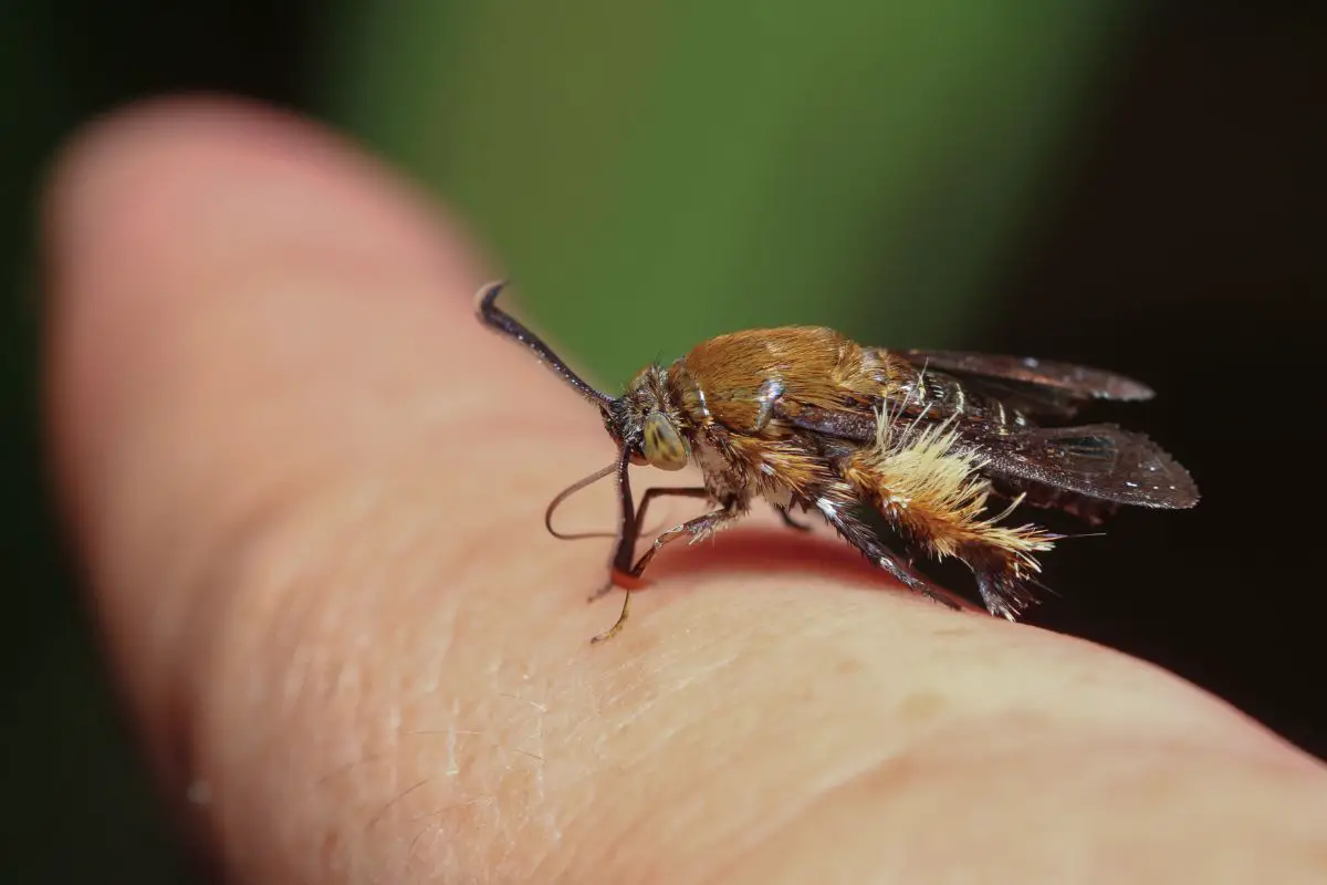 Yellow-Jacket Mimic Moth on the human hand.