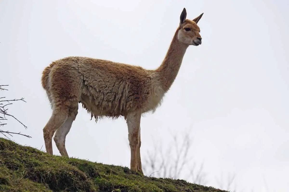 A low angle full body shot of a Vicuna. 