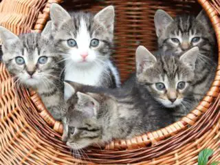 Cute little kittens in basket.