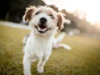 A portrait shot of happy dog playing.
