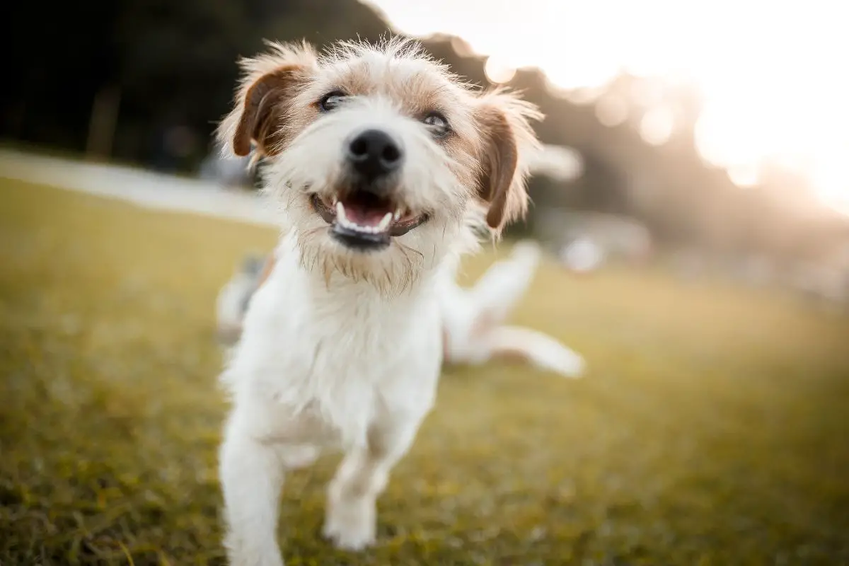 A portrait shot of a happy dog approaching.