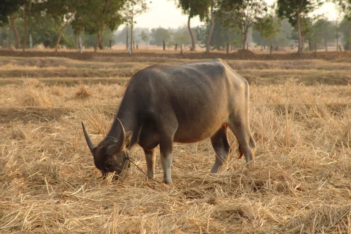 Asian Water Buffalo in a rice paddy.