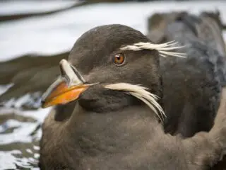 Close-up of the face Auklet bird floats on top of water.