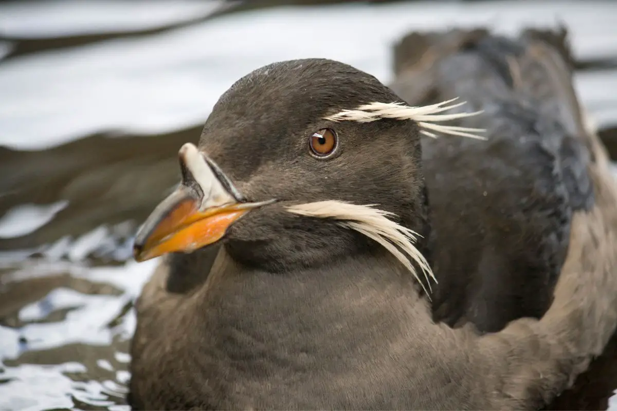 Close-up of the face Auklet bird floats on top of water.