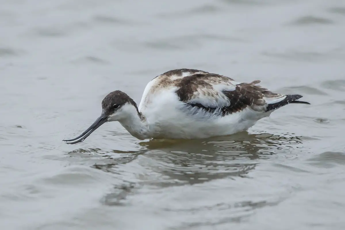 Avocet with open beak standing in shallow water of a lake.