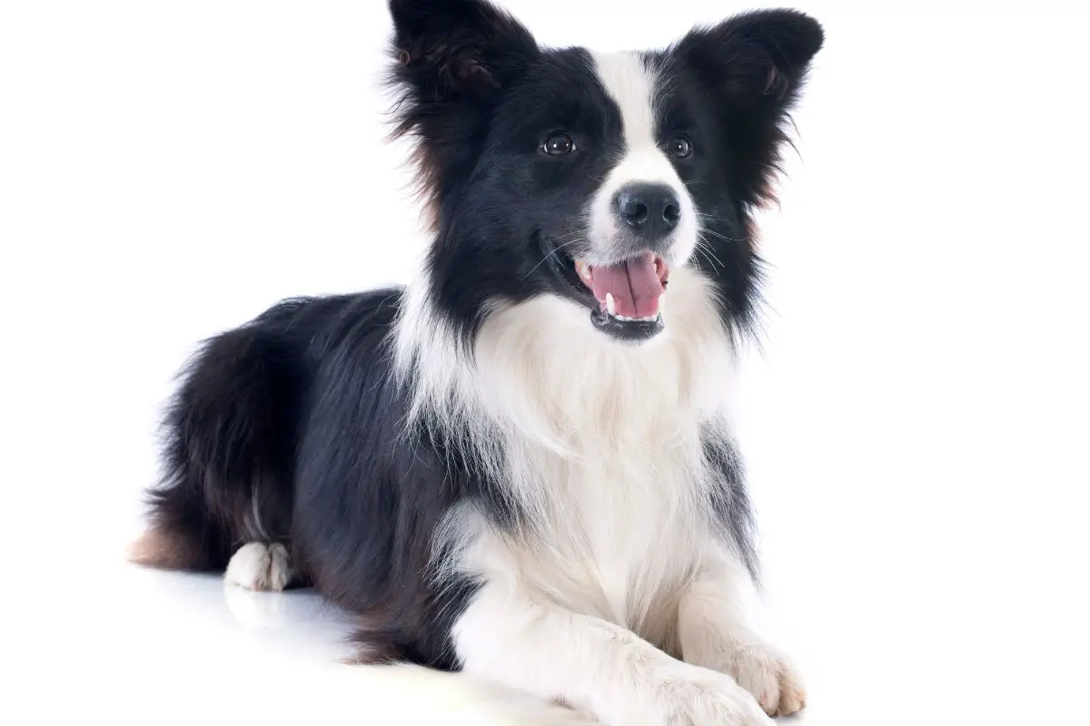 Portrait of Border Collie on a white background.