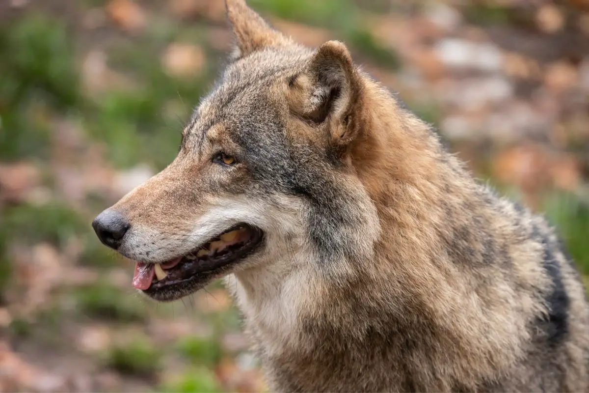 A portrait shot of Canis Lupus.