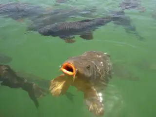 A carp surfaces for a possible hand out in lake.