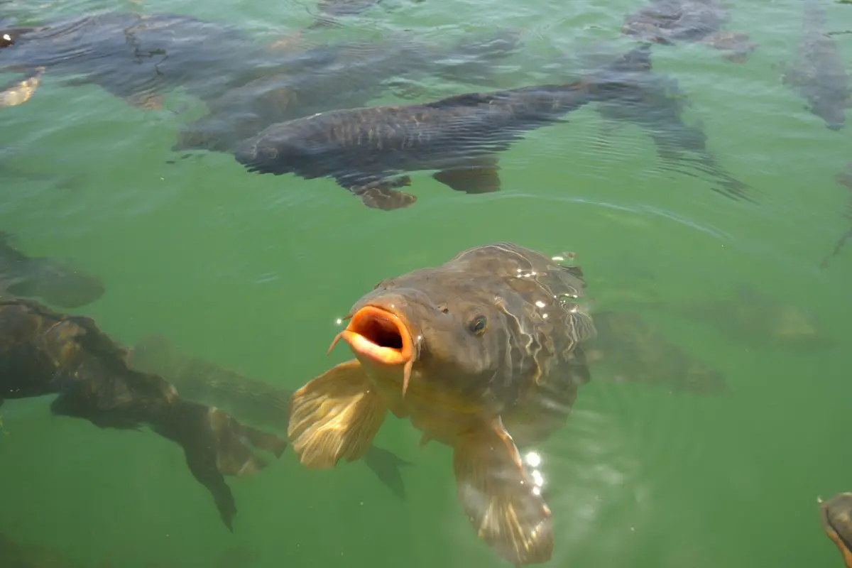 A carp swims to the surface of the lake in the hopes of receiving food.