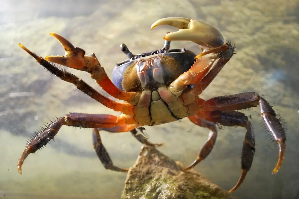 Low angle shot of crab in aquarium.