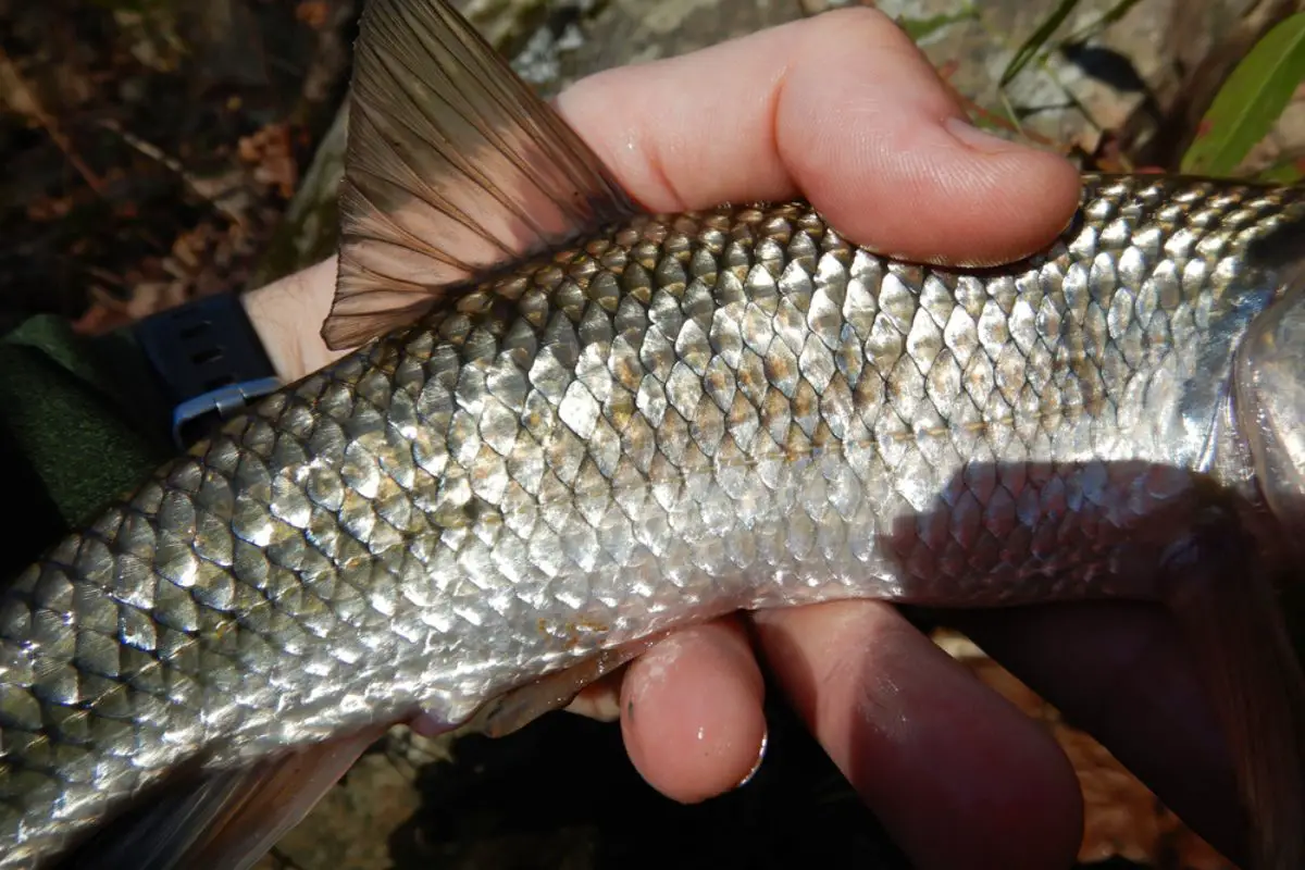 Close-up macro of a creek chub or Fallfish.