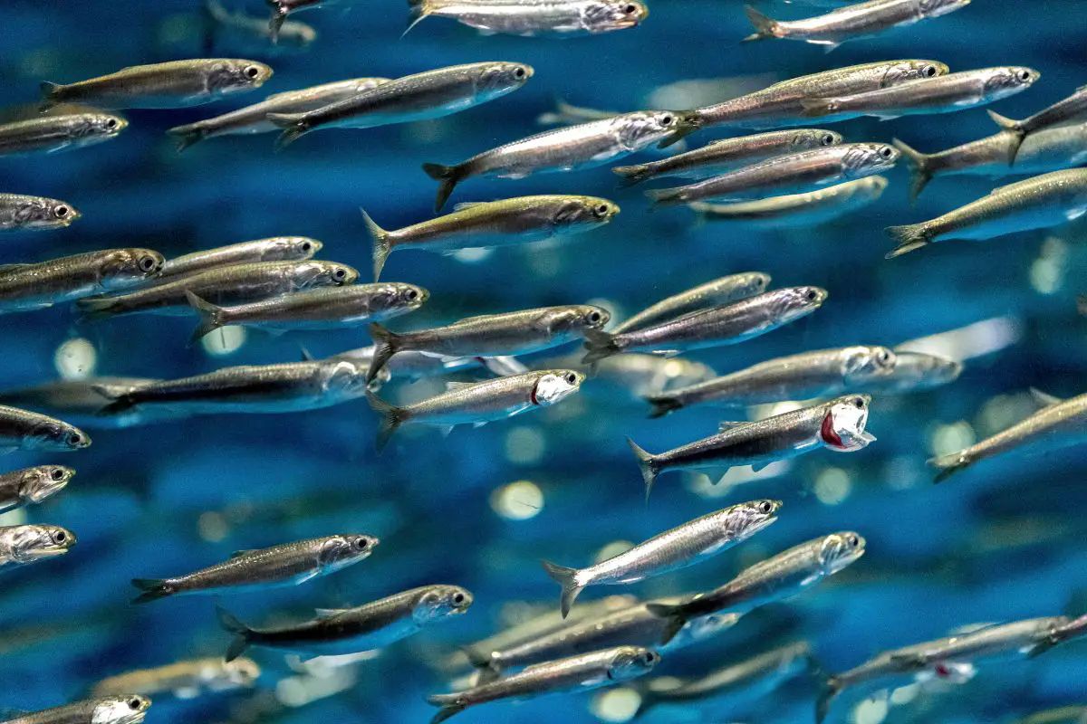 Group of anchovies on the ocean.