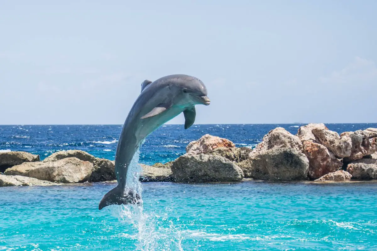 Dolphin jumping out of the water.