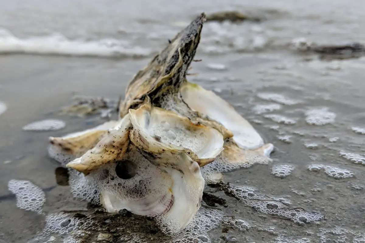 Eastern oyster shells in the surf.