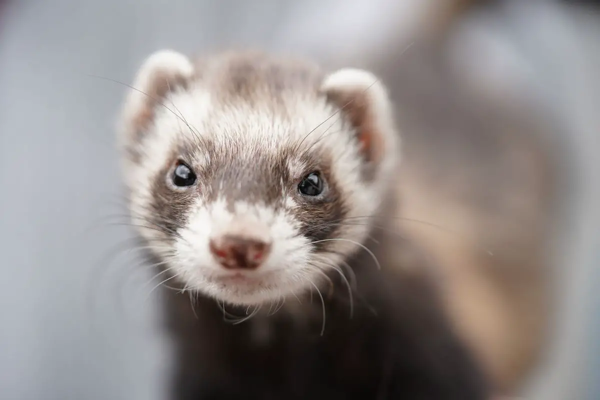Close-up shot of white and black Ferret.