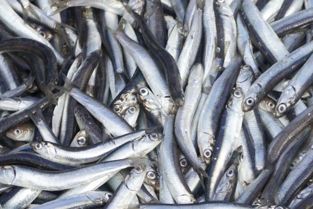 The European anchovy (Engraulis encrasicolus) is a forage fish somewhat related to the herring.
