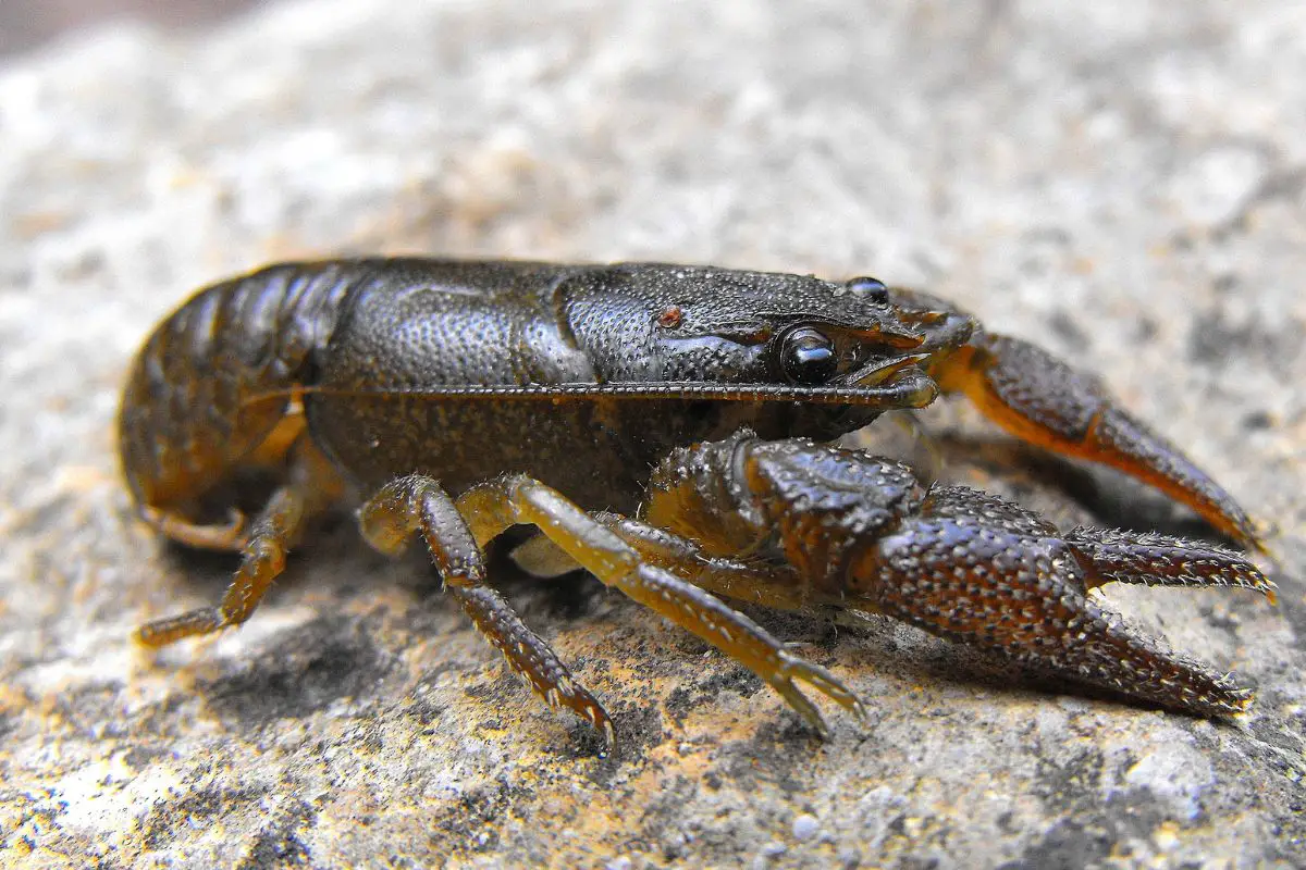 A crayfish on a gray stone.