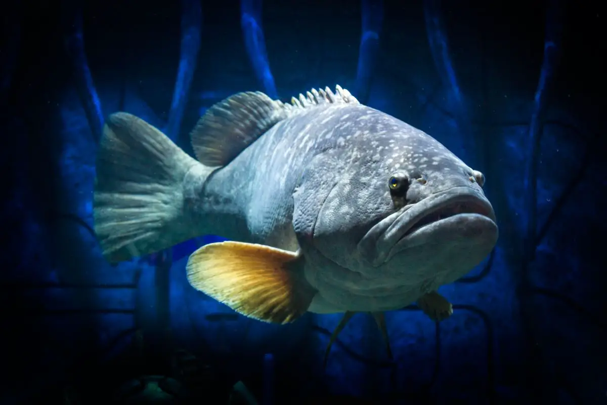 An underwater macro photograph of a grouper fish.