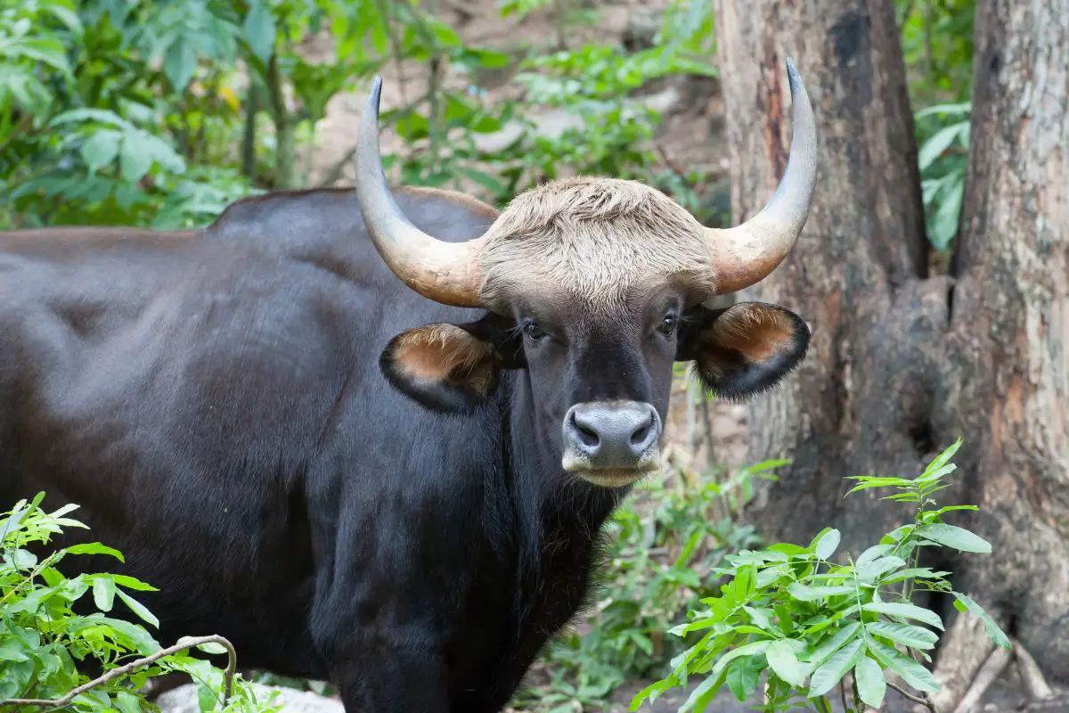 Gaur or indian bison in the zoo.