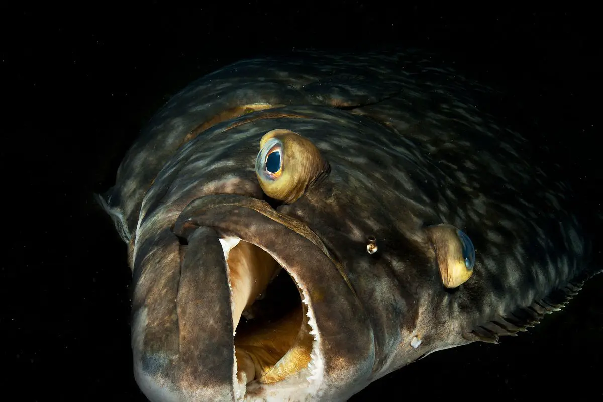 Swimming halibut with its mouth open.