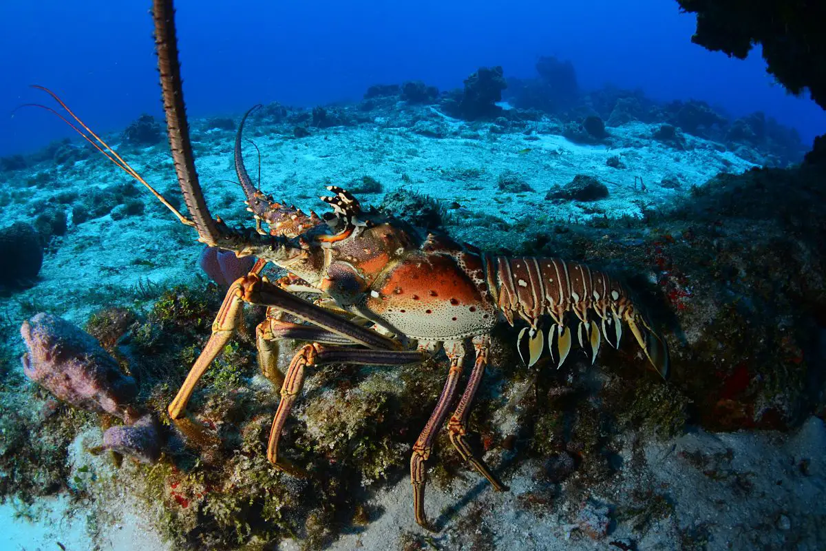 A lobster under the sea.