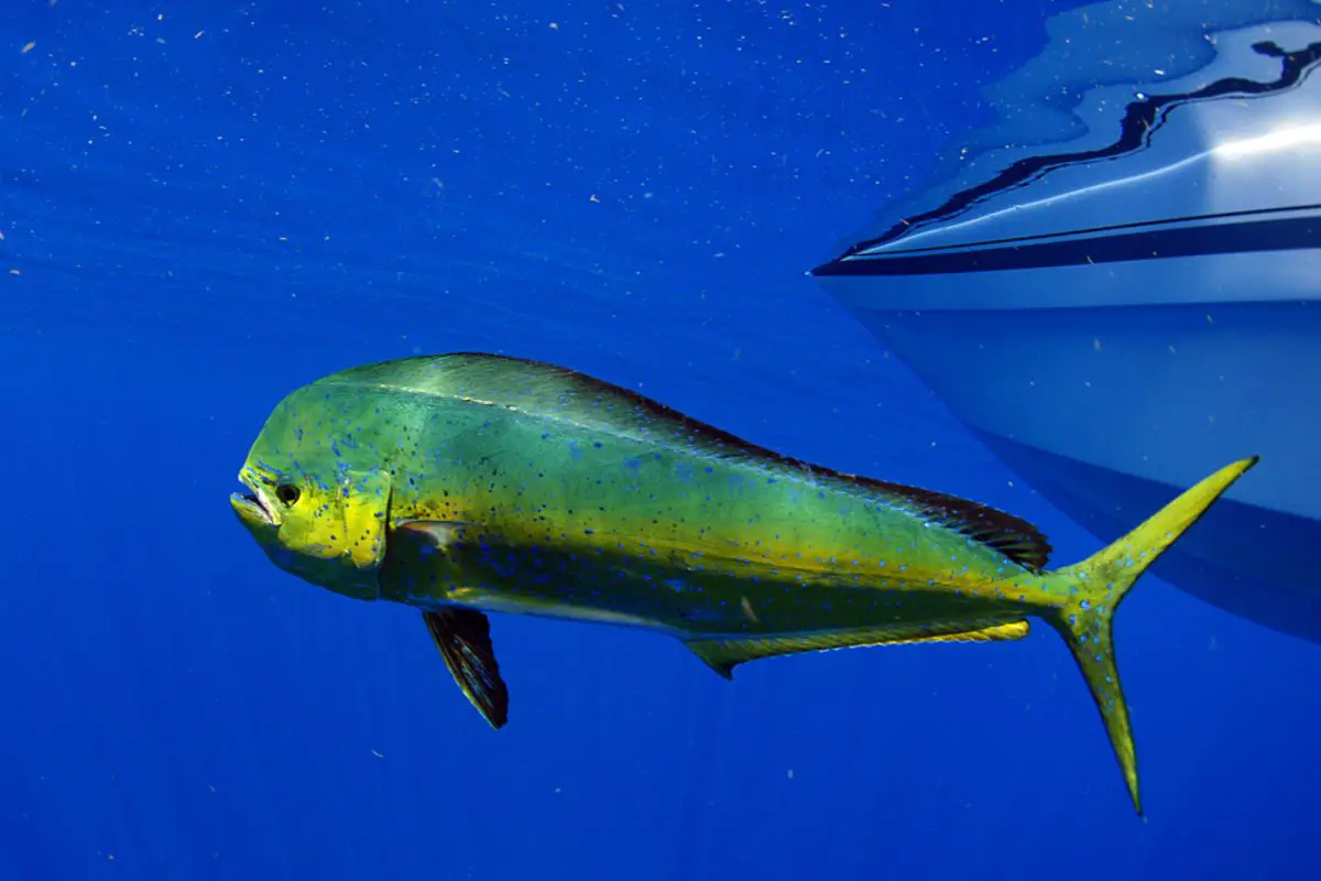 Dorado dolphin fish also known as mahi-mahi or Coryphaena Hippurusl.