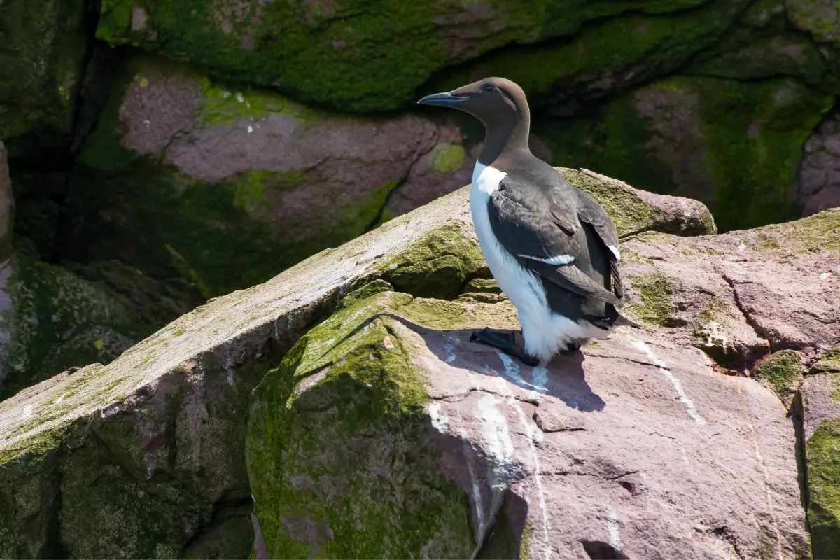 Common Murre standing on a rock.