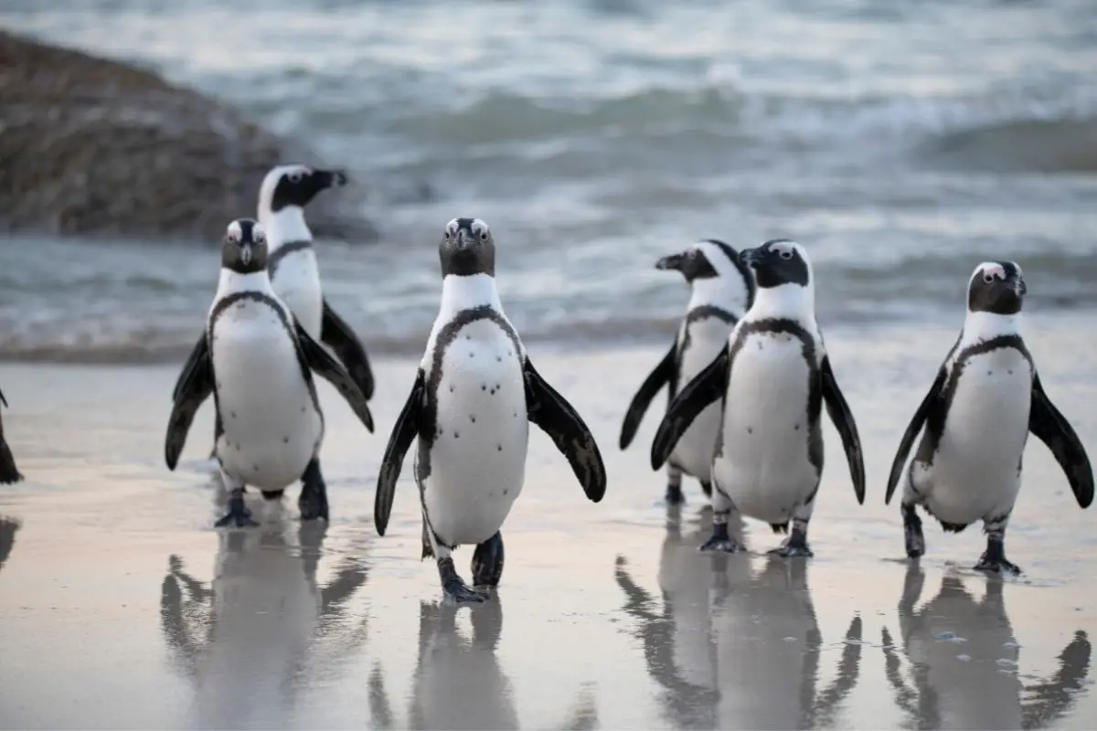 Flock of penguins near on sea.