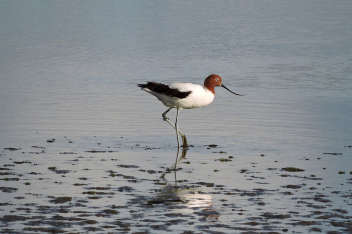 Red-necked avocet wading in shallow water.