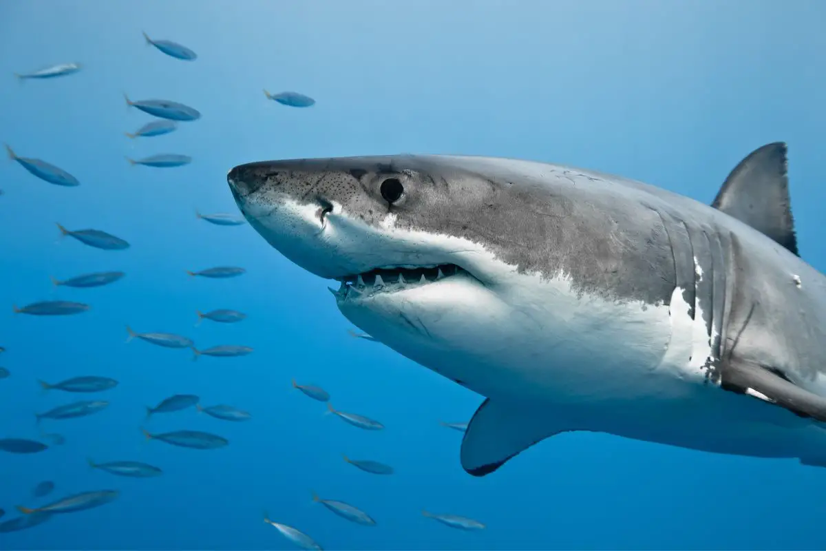 Great white shark in the pacific ocean.