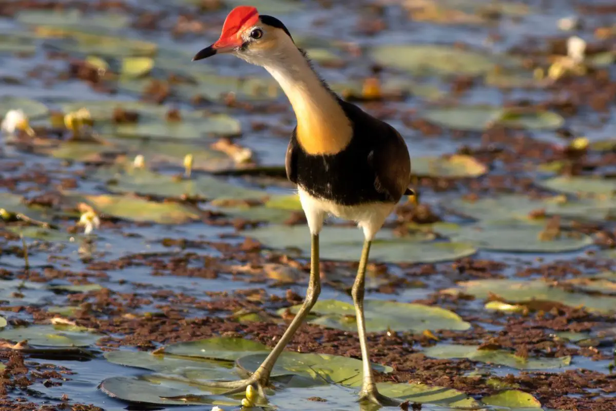 Comb-crested Jacana is also known as the lotusbird walks around on lily pads with it's very large feet with extremely long toes.