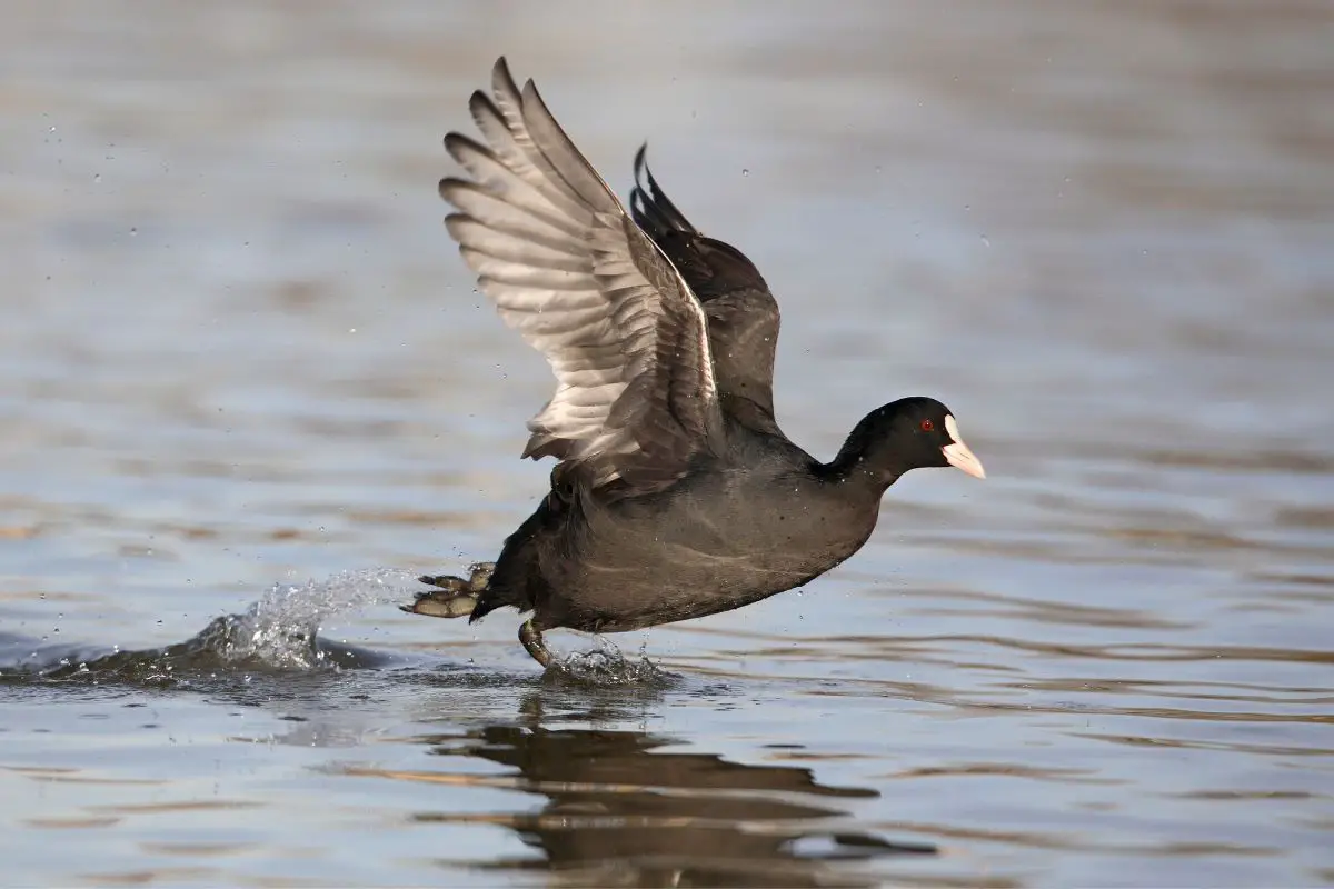 European coot running on the water.
