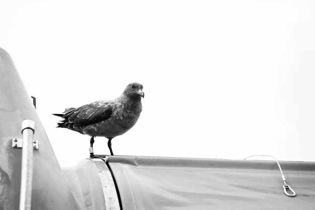 A black and white photo of petrel bird perched on a metal surface.