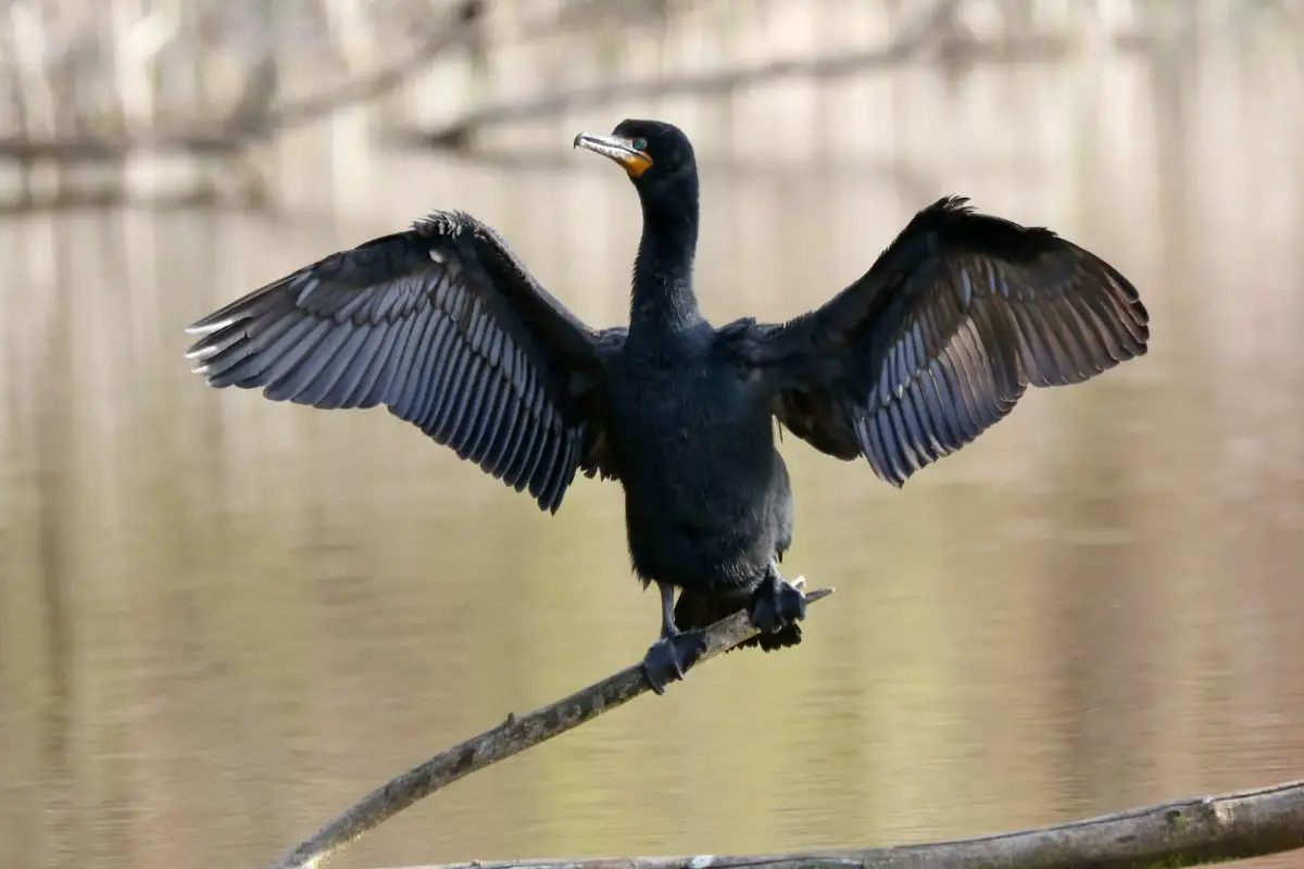 A cormorant perched on a branch.